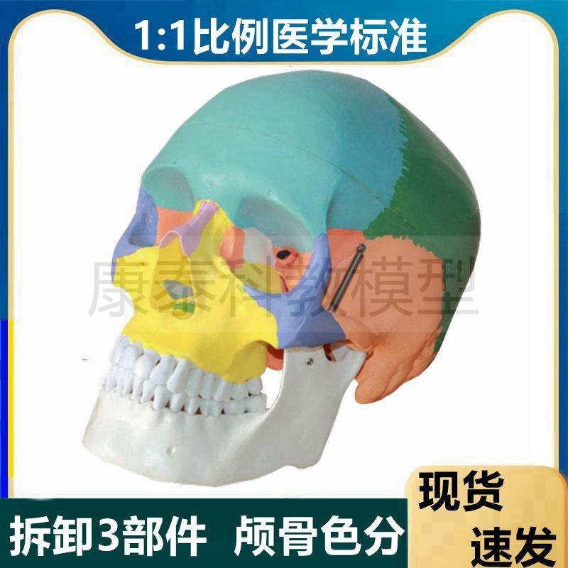 仿真骨髅头模型1比1人体颅骨结构美E术艺考用具口腔牙医培训头骨