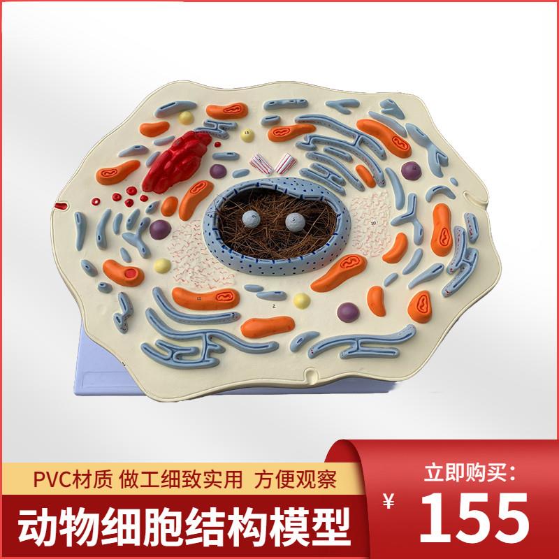 动物细胞亚显h微结构模型医院生物学校教学教具学生学习演示模型