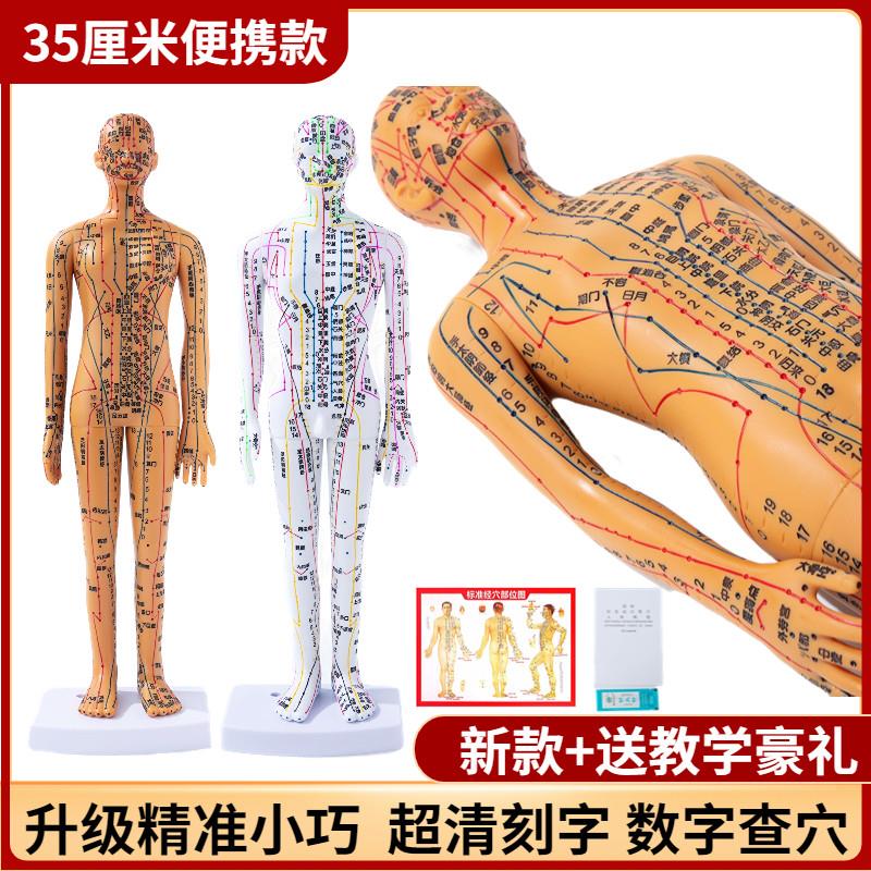 超清晰经络穴位针灸l小人模35cm针炙穴位人体中医迷你穴位人体模
