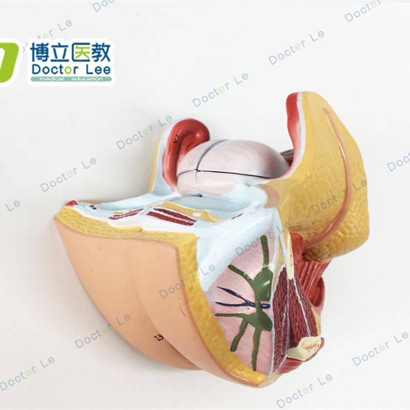 女性生殖器解剖j女性内外生殖器层次解剖模型女性阴道子宫解剖