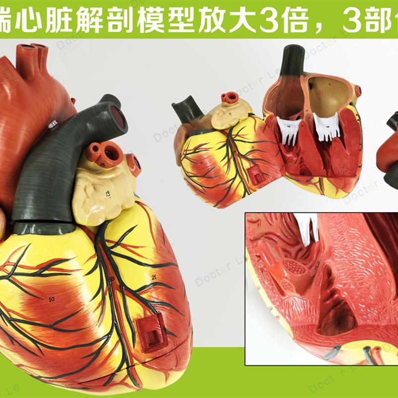 高端正品医学超声3倍人体心脏z心内科彩超B超心脏心血管解剖模型