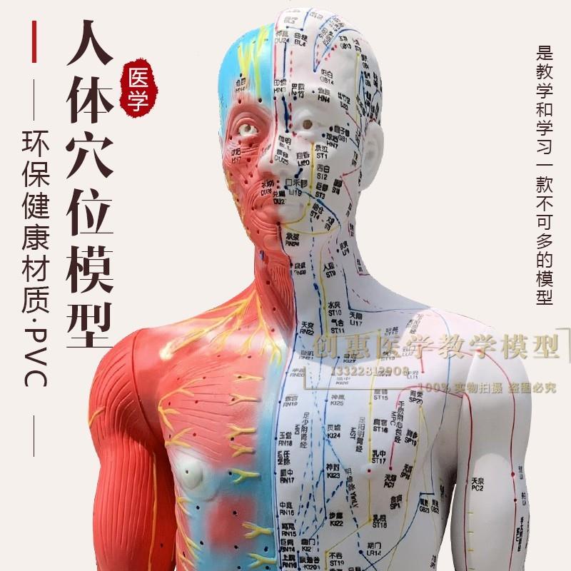 超清刻字针灸人体穴位模型u经络通中医教学美容模特85cm男人模型