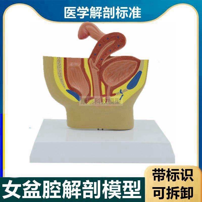 女盆腔模型桌上h型医患沟通生殖泌尿子宫膀胱肛肠妇科临床医用教