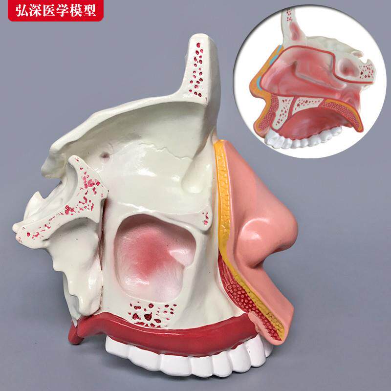 鼻腔解剖模型鼻子结构模具s耳鼻喉科医学教学立体面部微整形[弘深