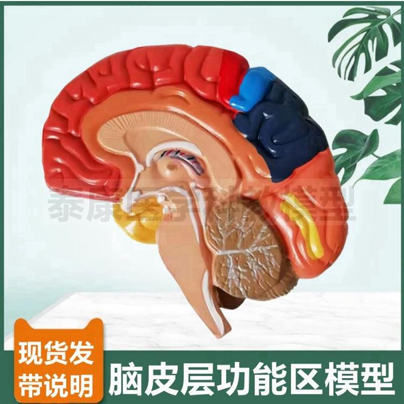 脑模型脑皮层功能k区脑组织解剖可拆卸血管破裂病理大脑功能标识