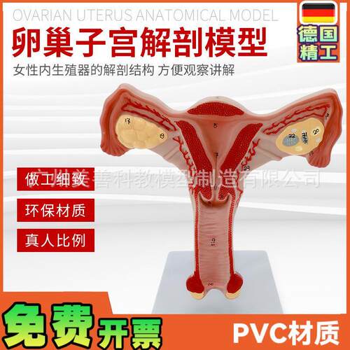 双侧卵巢子d宫模型人体女性生殖子宫解剖阴道卵巢教学妇科生殖科