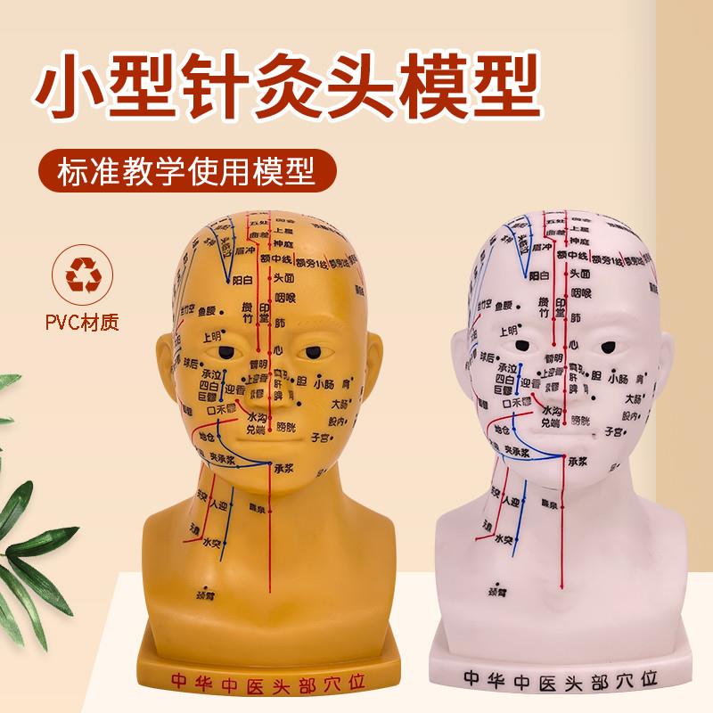 20CM小型针灸头部型人体头部穴C位模型头部十二经络穴位人体中医