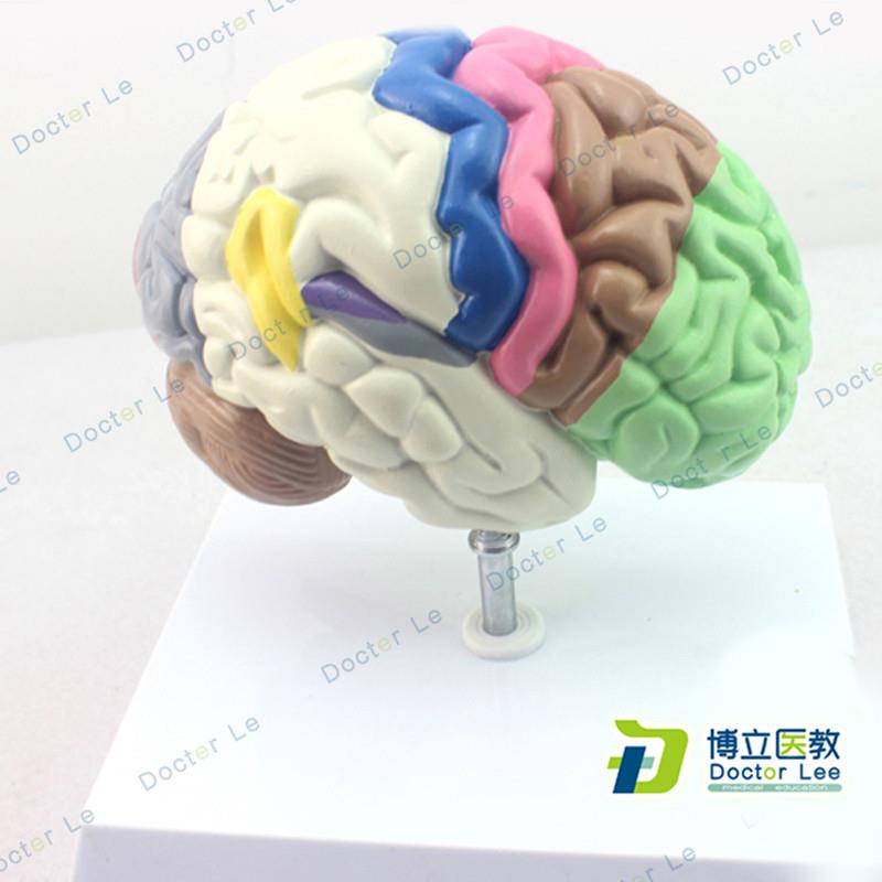 大脑动脉模型脑解剖模型大脑x模型脑干脑结构模型神经科脑室脑半