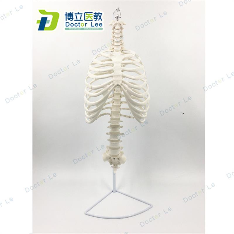 医学人体脊柱胸廓p结构模型脊椎骨盆整骨胸骨肋骨胸腔骼