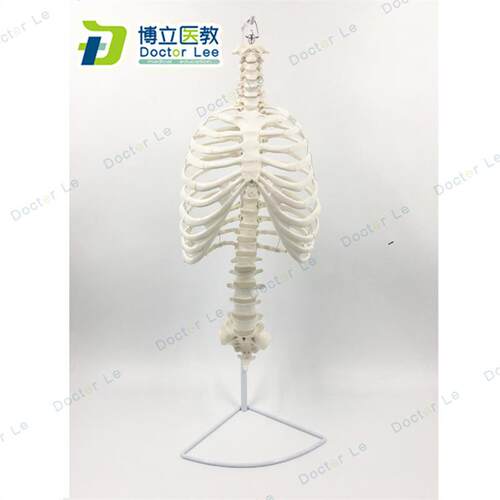 医学人体脊柱胸廓p结构模型脊椎骨盆整骨胸骨肋骨胸腔骼