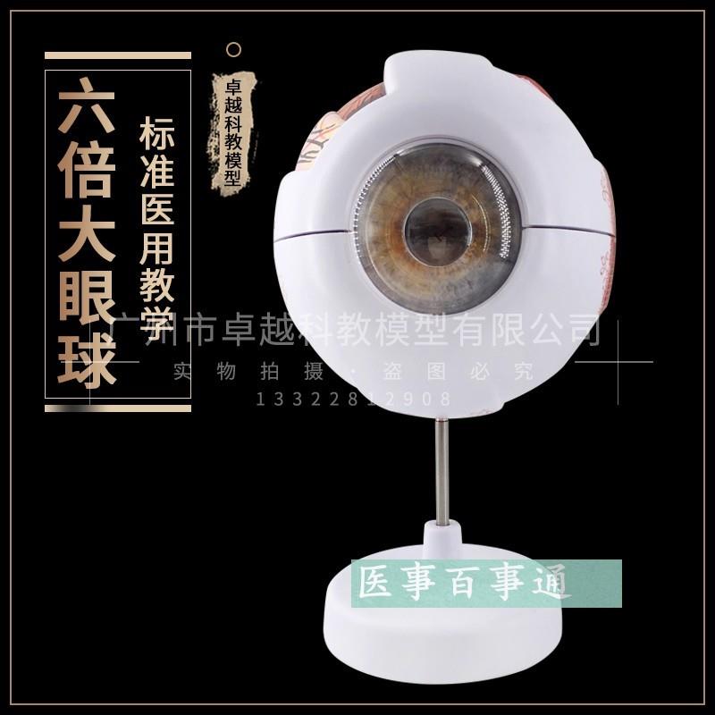 人体眼球模型6倍放p大眼球模型五官科眼睛构造解剖教学模型医学