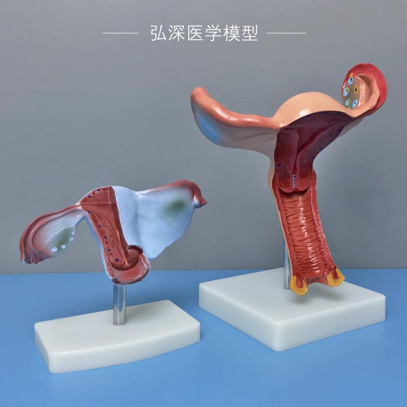 女性子宫模型人体生殖系统结构卵巢生理器官解剖妇幼X产科医学教
