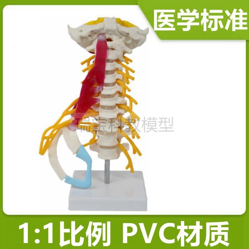 人体颈椎模型1比1仿p小脑枕骨颈动脉神经颈部肌肉颈丛神经正骨瑜