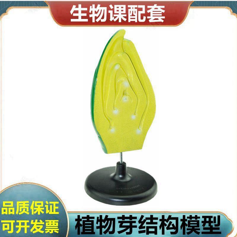 植物芽结构玉米籽粒荠菜胚发育过程I根尖结构植物细胞单子叶