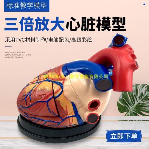 3倍放大人体心脏模型B超彩超声A医学心内科心脏解剖医学教学模型