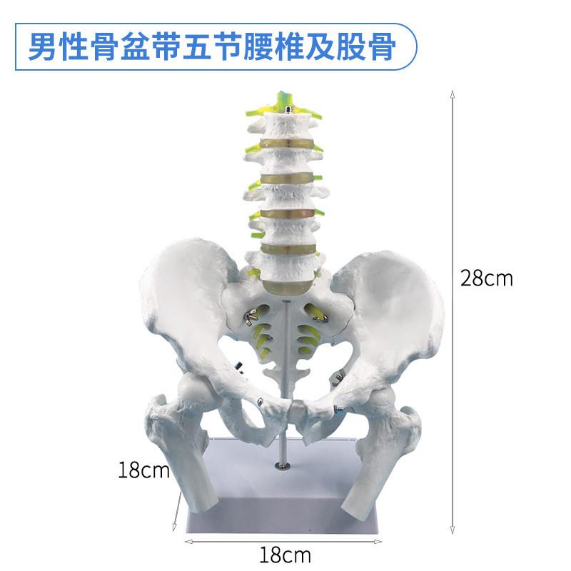 五节腰椎带骨盆模型腰椎自然大男性盆骨带Q五节腰椎脊椎模型