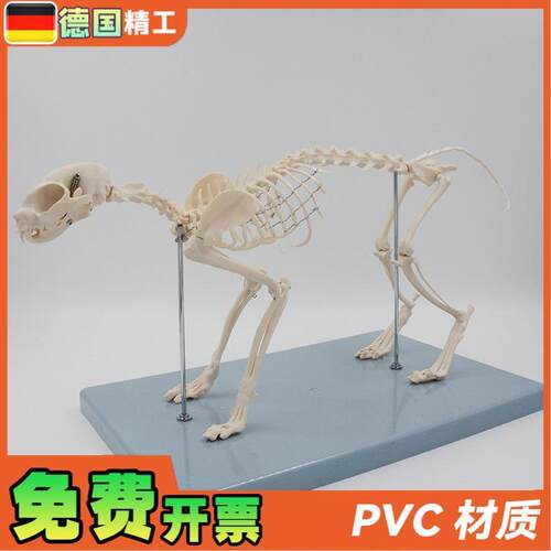德国】猫b骨骼模型猫骨架解剖教具仿真小猫头骨脊柱关节可拆卸宠