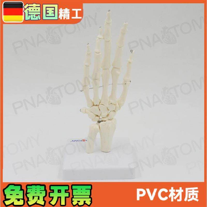 人体手关节模型手骨尺骨桡骨手y骨骼手心手掌部骨骼结构手指头活