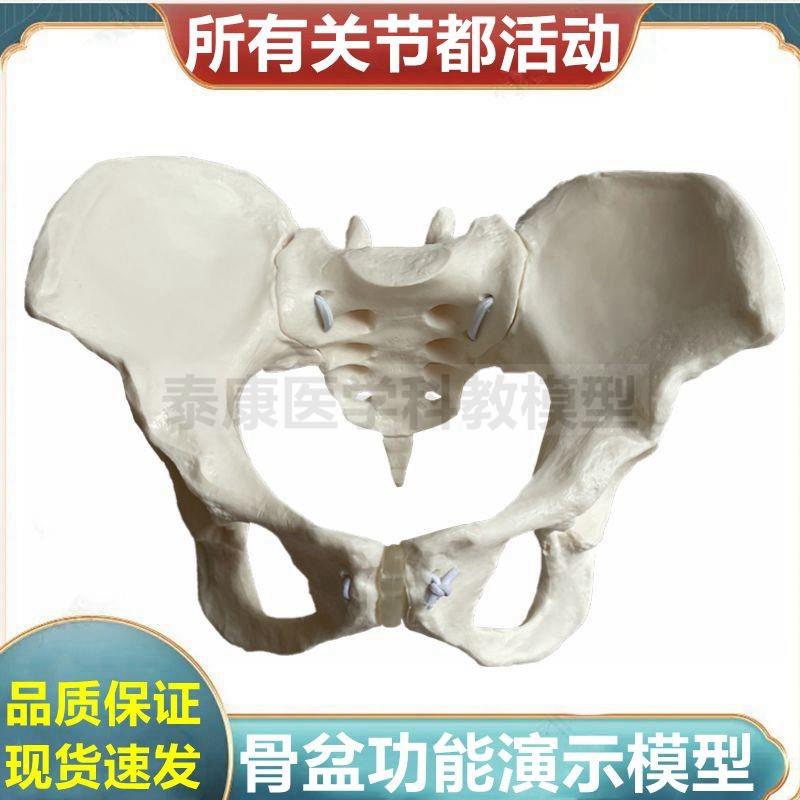 女性盆骨模型关节活动旋转错位功能演示产后修复家W政培训月嫂技