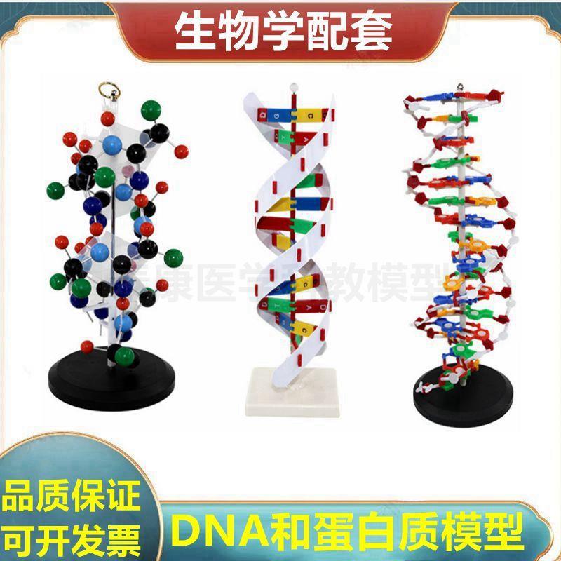 蛋白质结构模型蛋白质合成演示DNA复G制双螺旋结构生物课实验用具