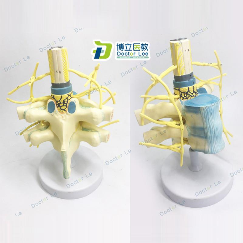 胸椎脊髓脊神经h交感神经干模型胸椎模型人体神经教学教具神经模
