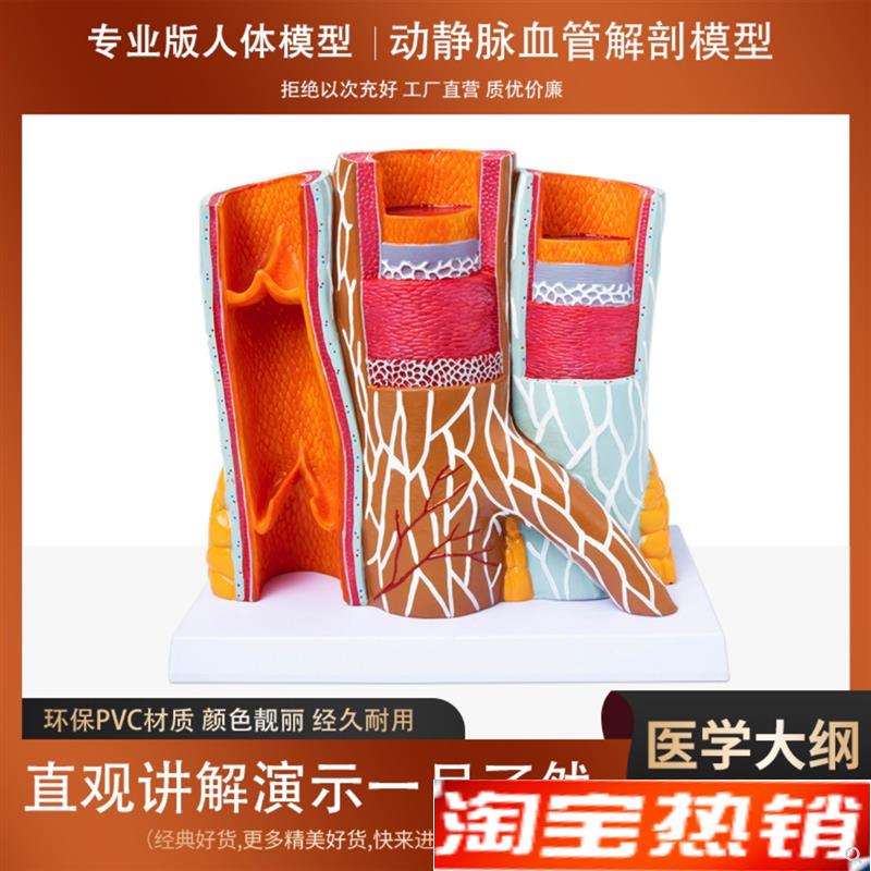 人体血管解剖模型动静脉s放大层次结构演示教学模型学校医院用摆