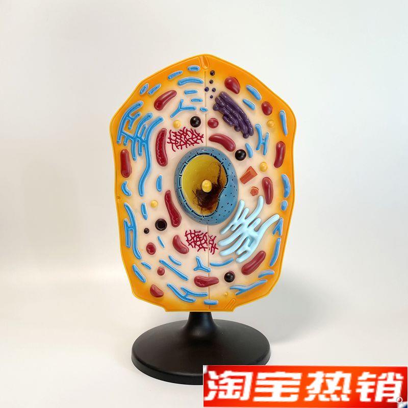 动物细胞模型细胞核中学教育装备生物实P验器材细胞膜细胞器