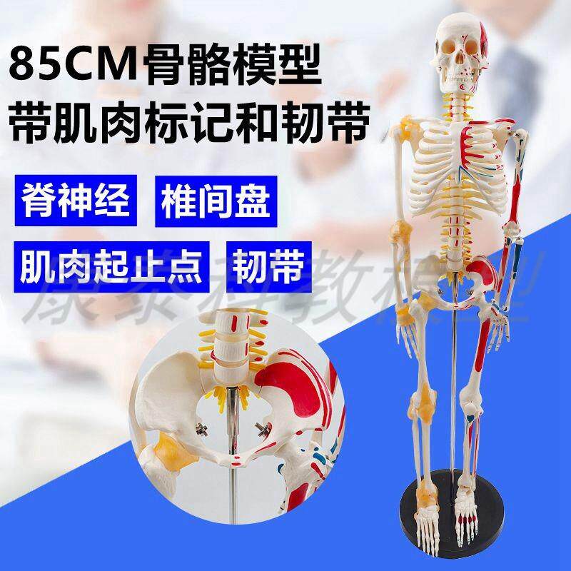人体骨骼b模型肌肉起止点关节韧带四肢活动仿真85厘米高医用瑜伽
