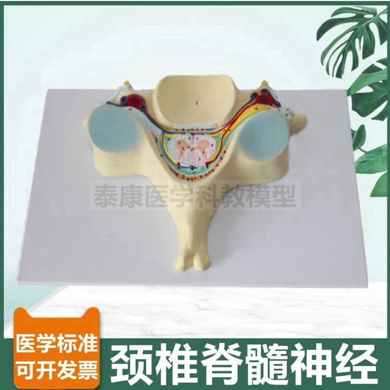 颈椎解剖模型椎管脊髓神经蛛网膜灰质白质交感神经脊神Z经根麻醉