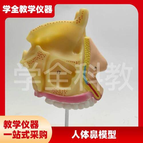 人体鼻腔解剖模型鼻m部医学鼻子教学耳鼻喉科口腔组织咽喉结构模