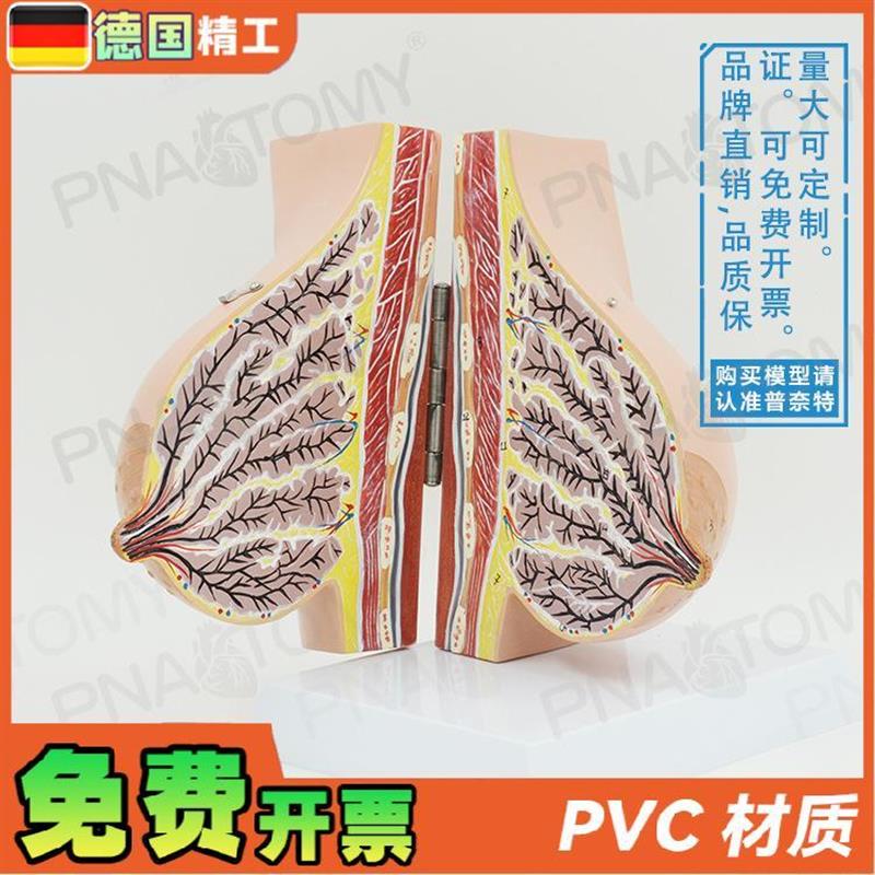 德国】仿真女f性哺乳期乳房解剖模型妇产科计生乳培训教具丰胸整