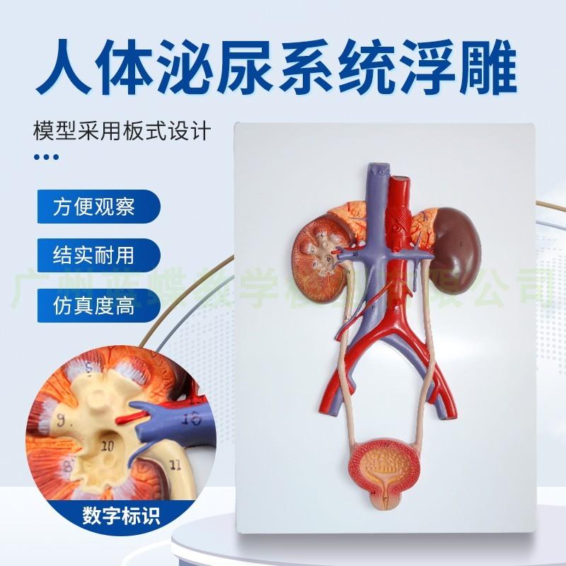 正品人体泌尿系统模型肾v模型输尿管膀胱尿道模型医学泌尿科