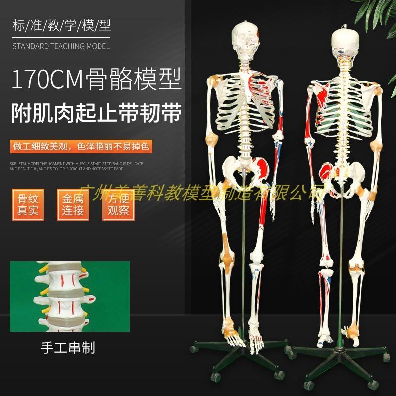 170CM人体骨骼带神经带椎间盘模型骨架附肌肉R起止点着色韧带模型