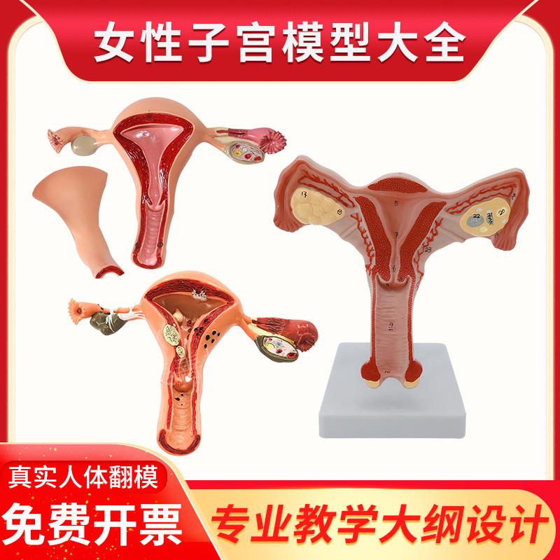 女性生殖子宫模型卵巢病理变化z骨盆盆腔矢状会阴盆底肌教学模具