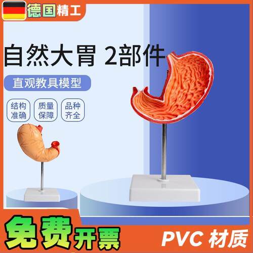 德国自然大胃2部m件生物胃部解刨模型教学用品学生上课实验教材