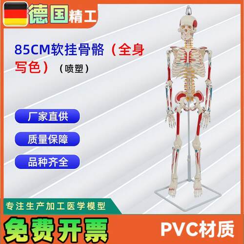 85CM软挂全身写色骨骼模型(喷塑)J教学用具仿真人体骨骼模型