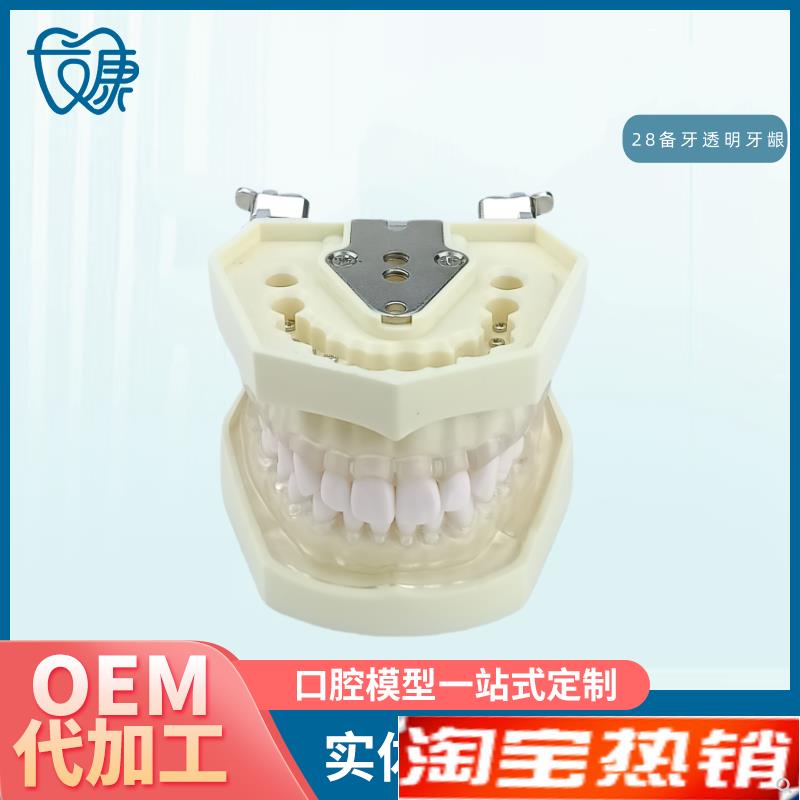 口腔教学牙齿模型牙科可拆卸28备牙模型练习软牙龈28颗树脂牙