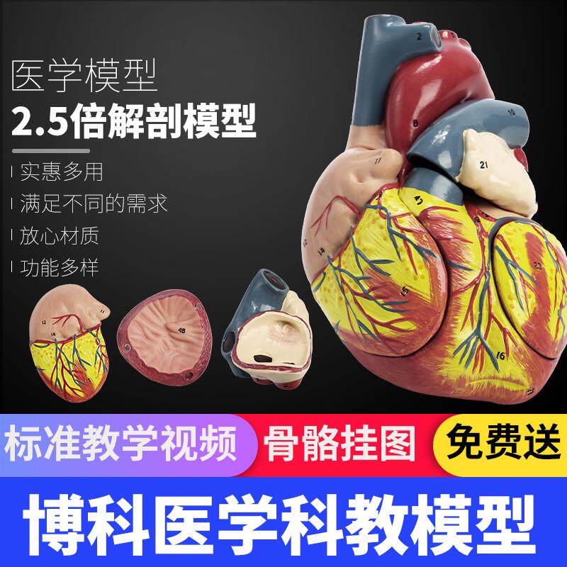 标准人体心脏g解剖模型可拆卸放大医学教学模型成人仿真心脏模型
