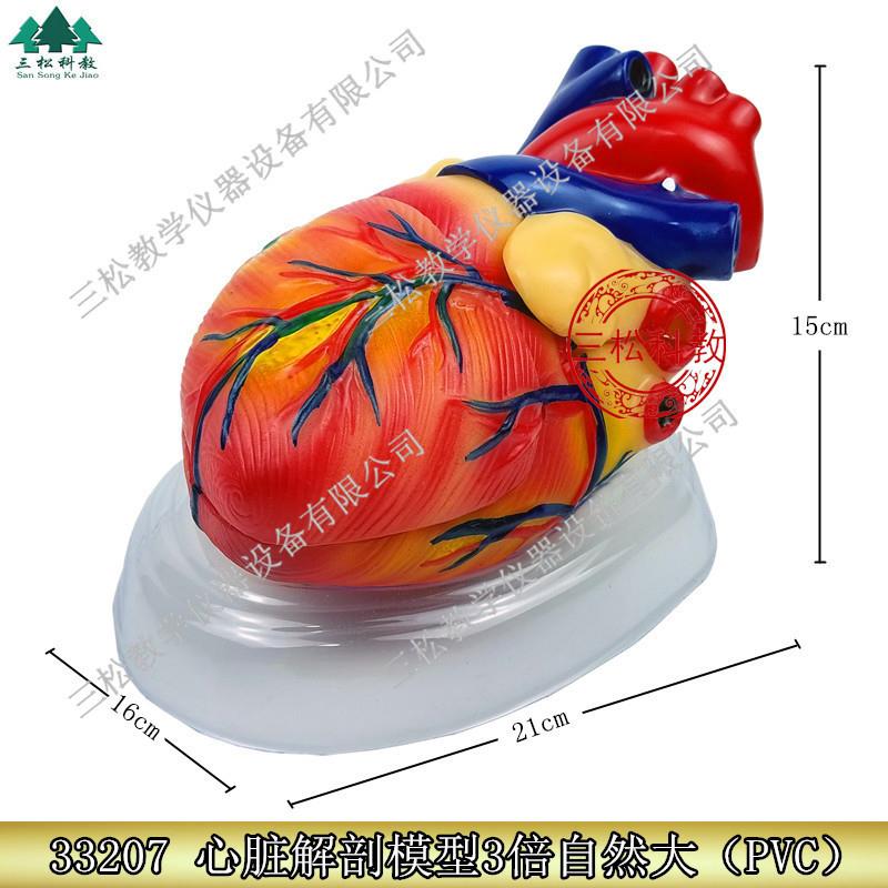 33207心脏解剖模型三倍v自然大中学生物实验器材医学教学模型
