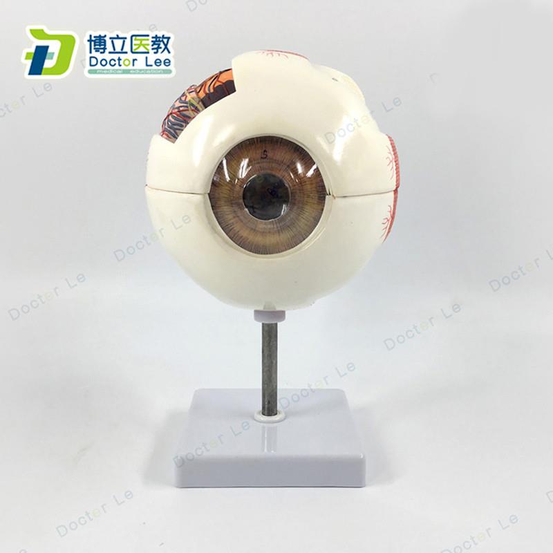 专业版医学6倍大人体眼球解剖模型美术眼睛解剖结构Y五官眼科结构