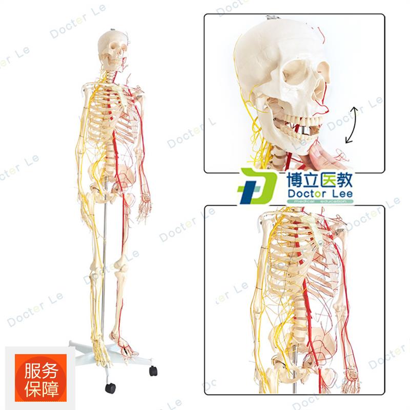 正品人体170骨架神经血管骨架标本骨骼模型医用教学