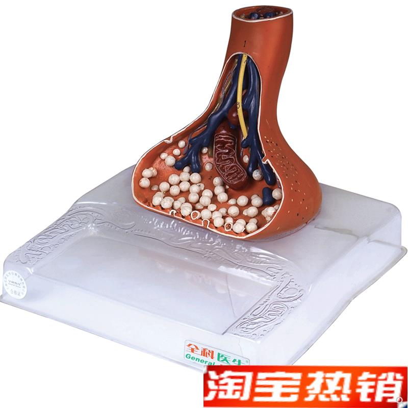 神经末梢突触k放大模型A18002/解剖模型