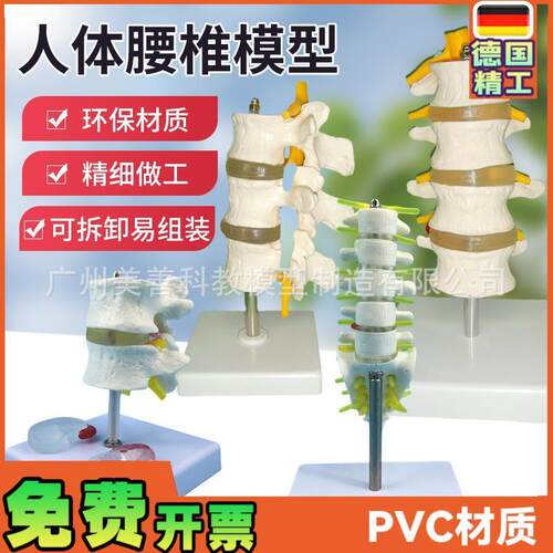 人体脊柱模型脊椎l骨腰椎模型腰椎结构腰椎间盘关节模具病理腰椎