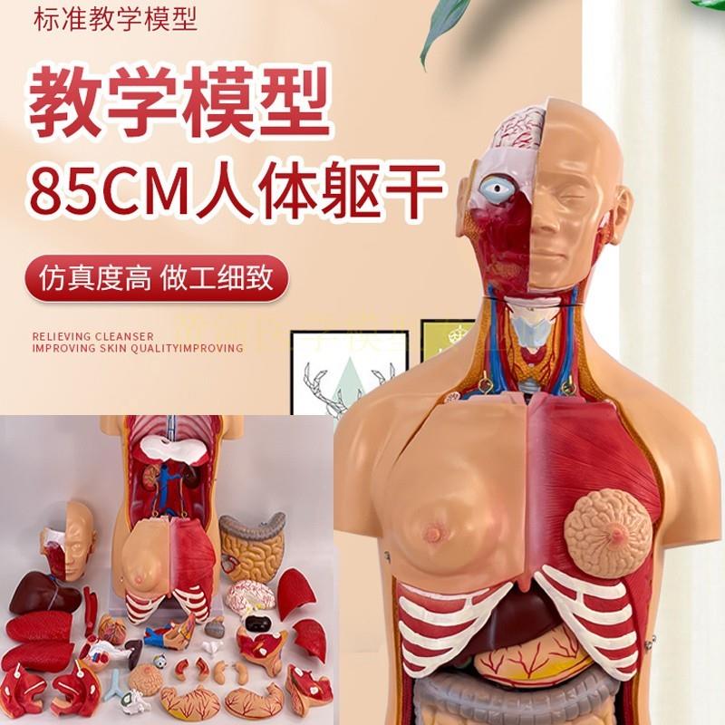 85CM两性躯干模型解剖器官结构造医学可拆32件人S体内脏解剖男女