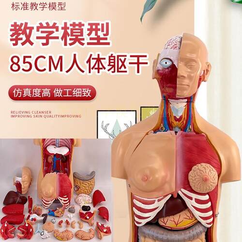 85CM两性躯干模型解剖器官结构造医学可拆32件人S体内脏解剖男女