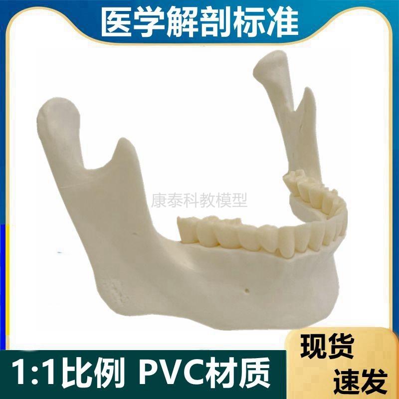 下颌骨模型牙齿牙槽骨下s巴面部外科微整形美容教礼品玩具口腔牙