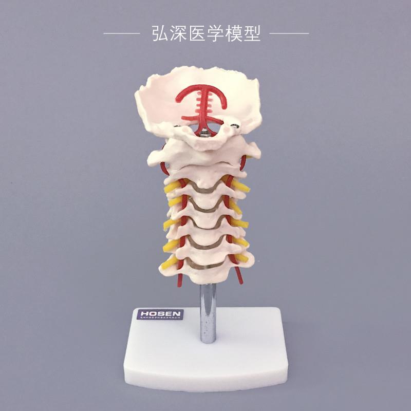 人体颈椎模型带颈动脉后枕骨骼血管神经骨科医学T教学塑料模具弘