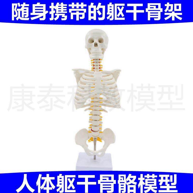 人体躯干骨骼模型胸m腔脊柱骨盆仿真成人1比1艺考医用肋骨造型瑜