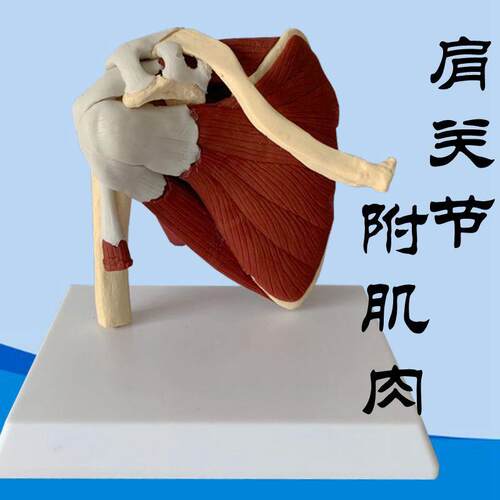 人体肩关节模型肩胛肌肉锁骨肱骨康复功能中医P经络关节韧带筋骨