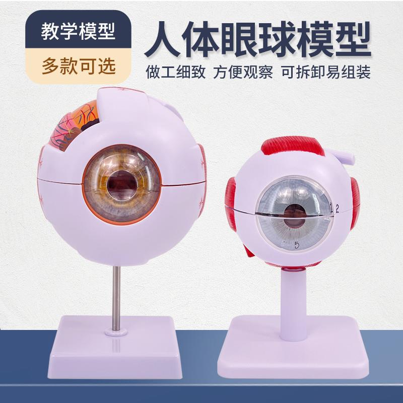人体教学眼球解剖结构模r型可拆卸儿童仿真眼睛玩具医学眼部模型